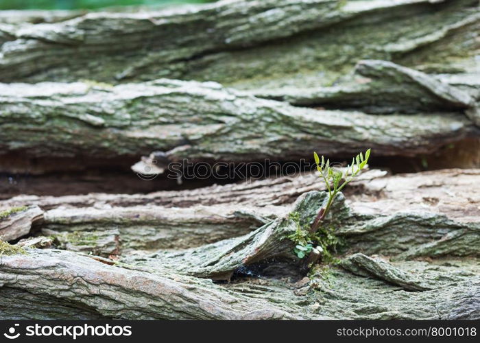 A green sprout growing out of a log at the edge of a forest