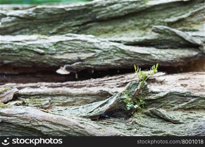 A green sprout growing out of a log at the edge of a forest