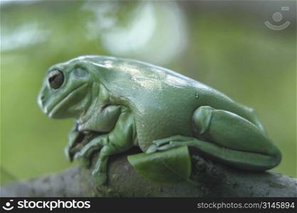 A green tree frog.