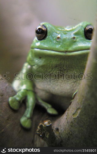 A green tree frog.