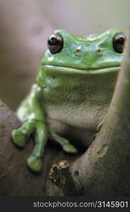 A green tree frog.