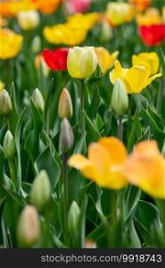 A green tulip rises above other red, yellow, and orange flowers in a spring field.. Green Tulip In Field