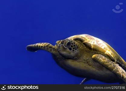 A green turtle at Sipadan, Borneo, Malaysia. Green turtle