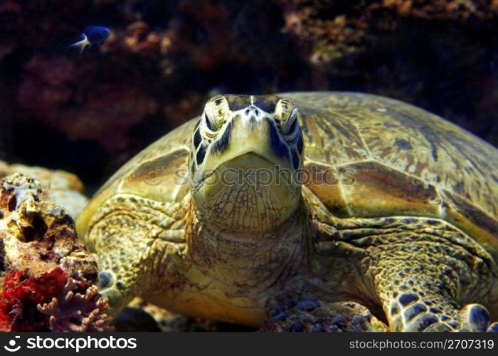 A green turtle at Sipadan, Borneo, Malaysia. Green turtle