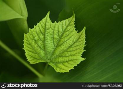 A green vine grape leaf close-up in a blurry foliage background