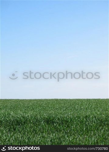 A green wheat field