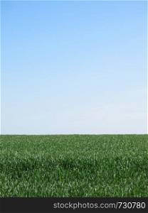 A green wheat field