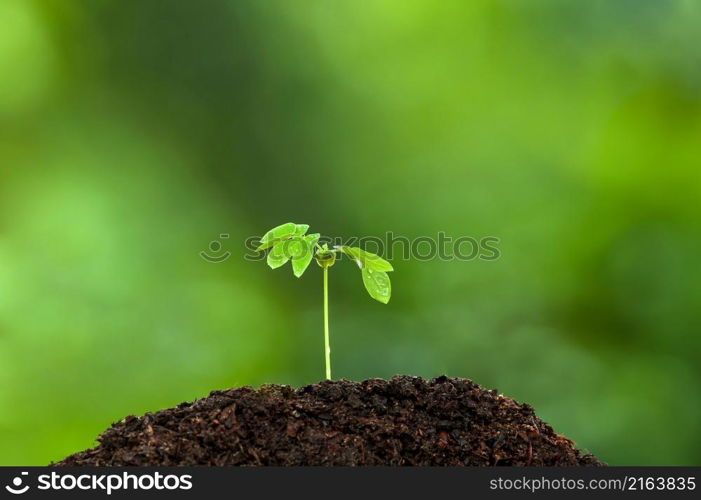 A green young tropical plant grows on fertile soil in the rainy season. Plants seedling. Germination process of plants, radicle, cotyledon, leaf. Green natural blurred in the backgrounds. Focus on the leaf.