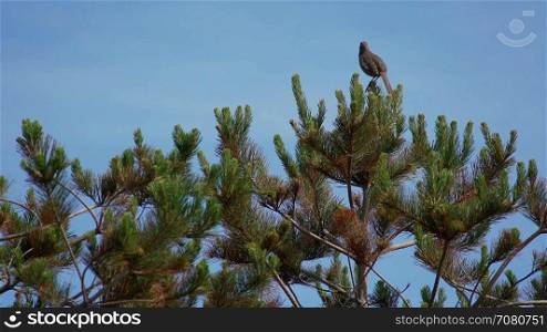 A grey bird sings from a branch,then flies away