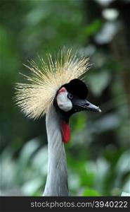 a Grey Crowned Crane Bird in the Jurong Bird Park in the city of Singapore in Southeastasia.. ASIA SINGAPORE BIRD PARK GREY CROWNED CRANE