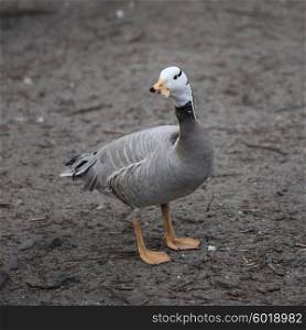 A grey duck outdoors