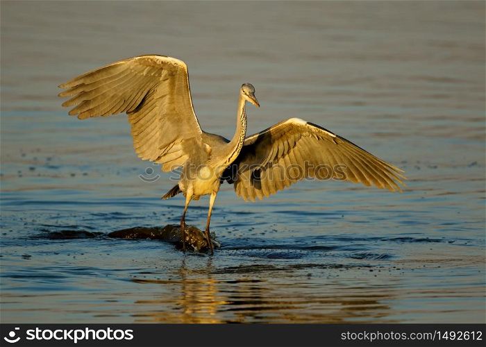 A grey heron (Ardea cinerea) balancing on a hippopotamus in the water, Kruger National Park, South Africa