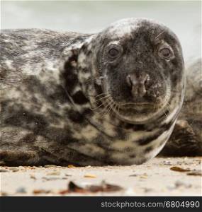 A grey seal on the beach