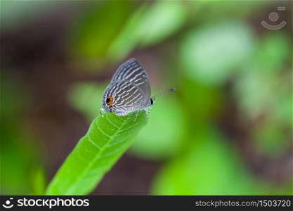 A grey spotted butterfly perches on a green leaf, Thailand. A grey spotted butterfly perches on a green leaf
