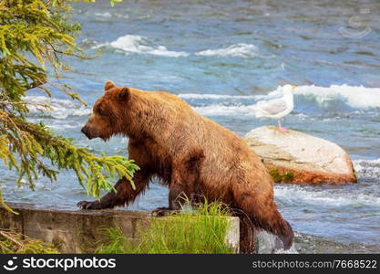 A grizzly bear hunting salmon at Brooks falls. Coastal Brown Grizzly Bears fishing at Katmai National Park, Alaska. Summer season. Natural wildlife theme.