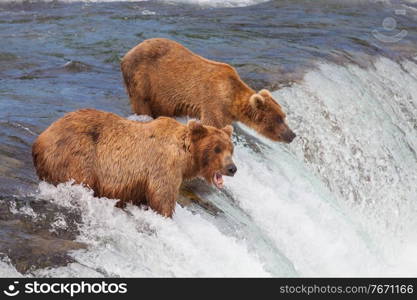 A grizzly bear hunting salmon at Brooks falls. Coastal Brown Grizzly Bears fishing at Katmai National Park, Alaska. Summer season. Natural wildlife theme.
