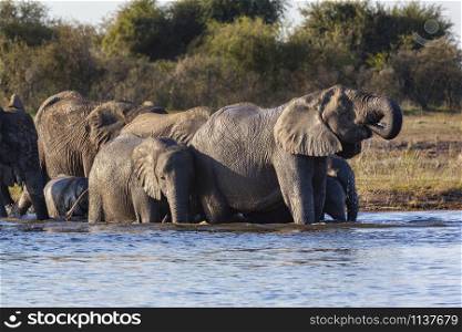 A group of African Elephants (Loxodonta africana) enjoy a drink on the banks of the Chobe River in Chobe National Park in northern Botswana, Africa.