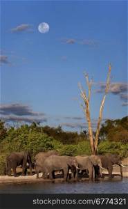 A group of African Elephants (Loxodonta africana) on the banks of the Chobe River in Chobe National Park in Botswana.