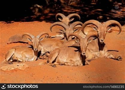 A group of barbary sheep (Ammotragus lervia) resting, Northern Africa