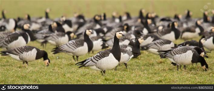 A group of barnacle geese in a green field