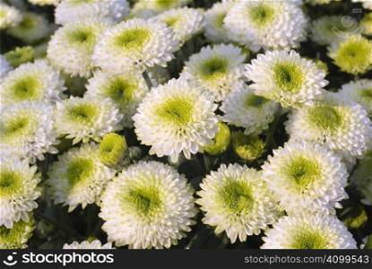 A group of chrysanthemum flowers that take photo in Taiwan.