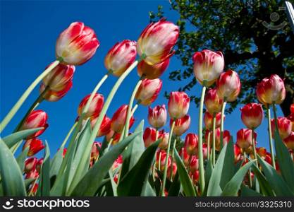 a group of colored tulip in holland