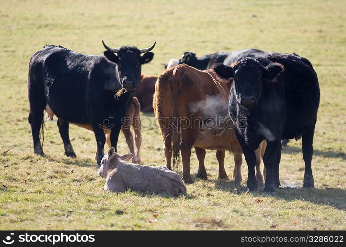A group of cows in a field, shot early on a cold morning so that their breath is showing.