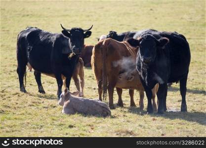 A group of cows in a field, shot early on a cold morning so that their breath is showing.