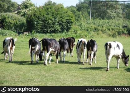 A group of cows runs away when they detect the camera