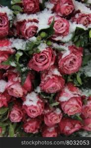 A group of dark pink roses in the snow