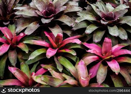 A group of Decorative pineapple plant or Aechmea fasciata in dark red color with green, bromeliad