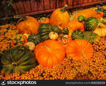 A group of different colored pumpkins with flowers