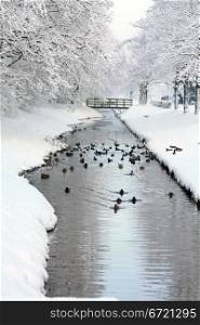 A group of ducks and other birds in a frozen ditch, small bridge in the background