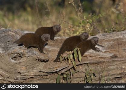 A group of Dwarf Mongoose (Helogale parvula) on a dead tree in the Savuti region of Botswana