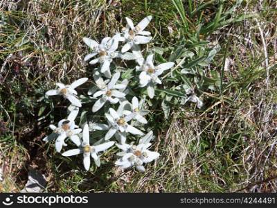 A group of Edelweiss - Leontopodium alpinum between grss
