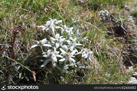 A group of Edelweiss - Leontopodium alpinum between grss