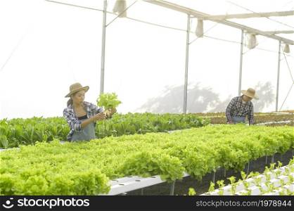 A group of farmers working in hydroponic greenhouse farm, clean food and healthy eating concept. Group of farmers working in hydroponic greenhouse farm, clean food and healthy eating concept