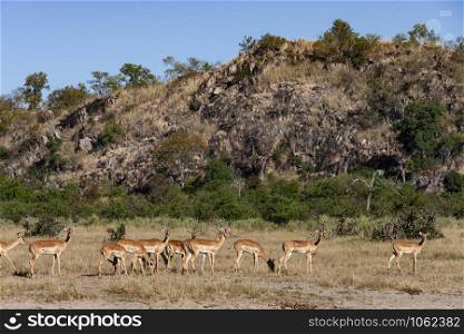 A group of female Impala (Aepyceros malampus malampus) in the Savuti region of Botswana.