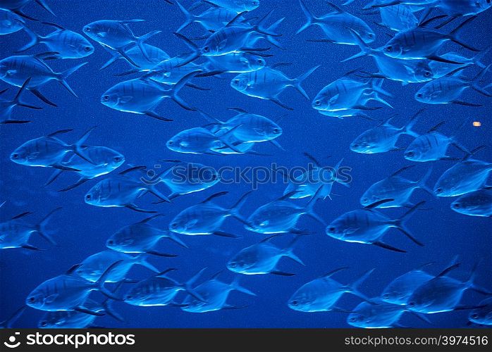 A group of fishes swimming in an aquarium