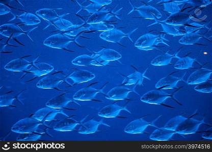 A group of fishes swimming in an aquarium