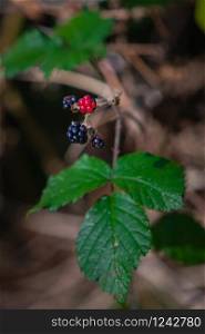 A group of forest fruits, both ripe and unripe blackberries , on bushes in the woods.. Ripe and unripe blackberries
