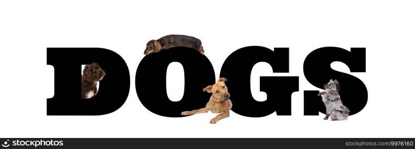 A group of four dogs around black letters written dogs isolated on a white background.. A group of four dogs around black letters