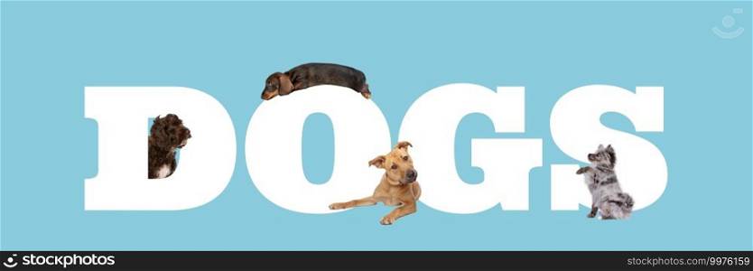 A group of four dogs around white letters written dogs isolated on a blue background.. A group of four dogs around white letters