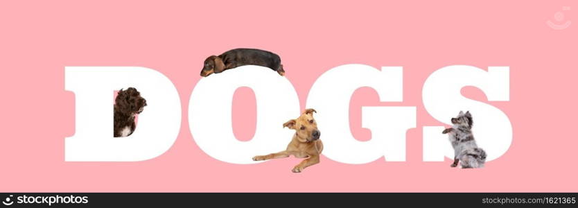 A group of four dogs around white letters written dogs isolated on a pink background.. A group of four dogs around white letters written dogs