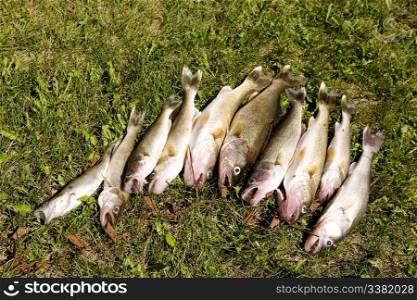 A group of freshly caught fish on grass