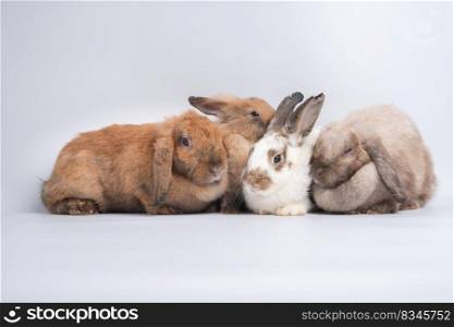 A Group of furry and fluffy cute red brown rabbit erect ears are sitting look in the camera, isolated on white background. Concept of rodent pet and easter.