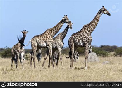 A group of Giraffe (Giraffa camelopardalis) walking through the heat haze in the Savuti Region of Botswana.
