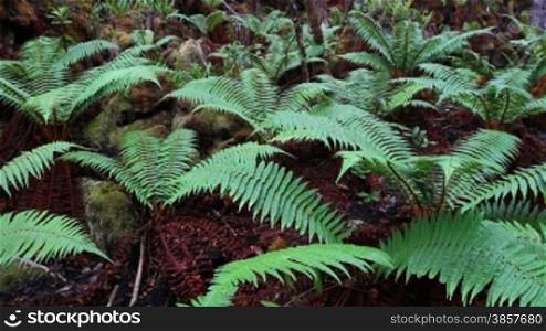 A group of green ferns growing on the forest floor