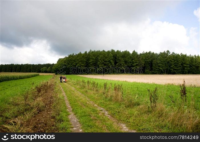A group of hikers walking on a unpaved road, next to a wheat field, in the Ardennes mountains.