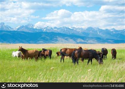 a group of horses grazing at green pasture
